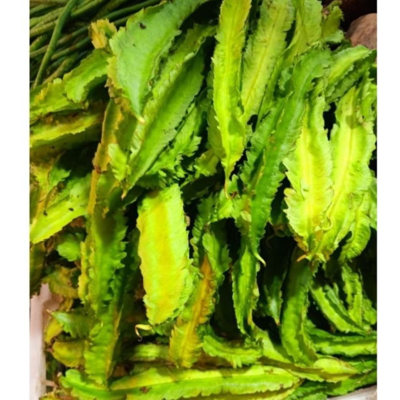 

kecipir fresh