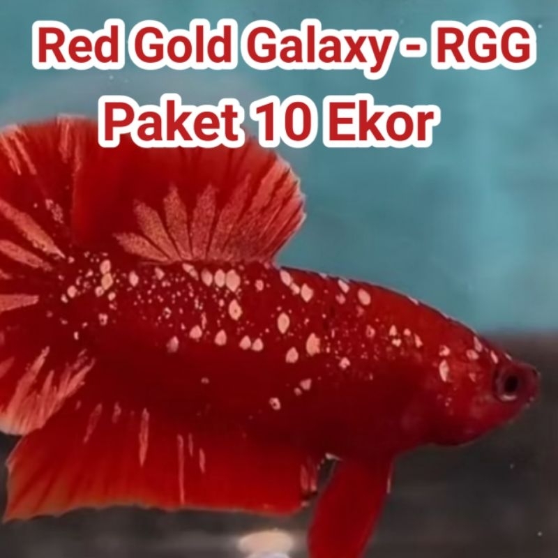 Hiasan Akuarium Bahanan Cupang RGG Red Gold Galaxy