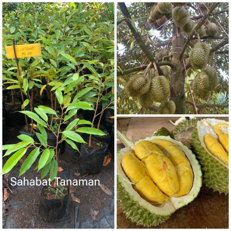 Bibit Durian Montong Okulasi Jumbo Durian besar