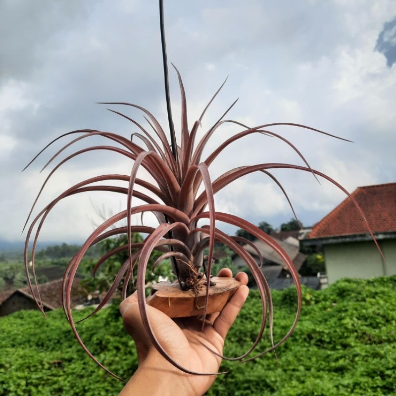Tillandsia Love Knot (capitata x streptophylla) Dewasa (air plants) / Tanaman Udara / Tanaman Tanpa 