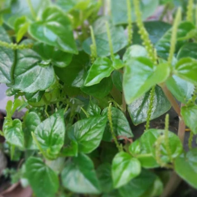 

Daun sirih cina