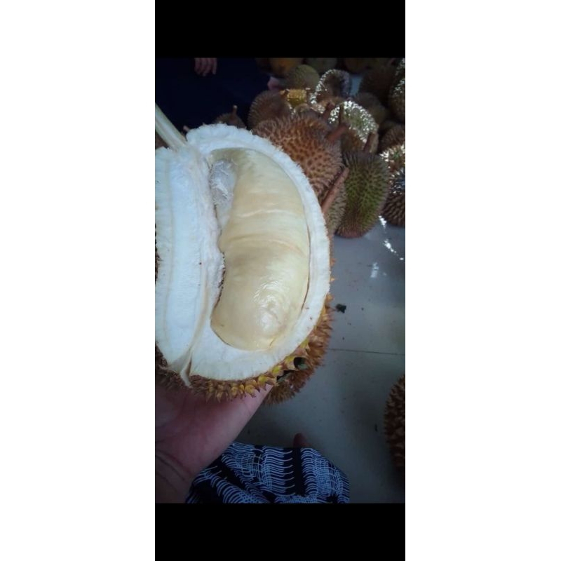 

durian mini