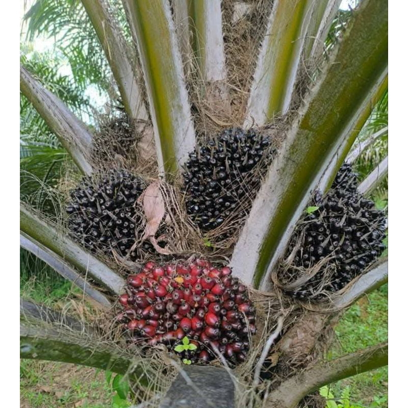 150 butir benih sawit golden tenera ASLI