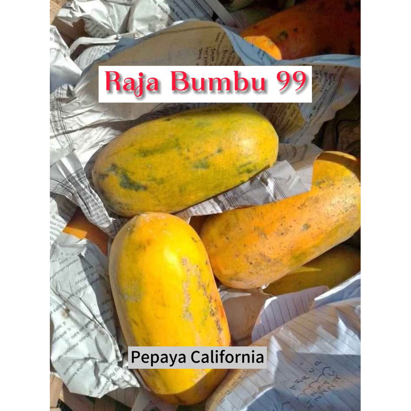 

PEPAYA CALIFORNIA 1 Buah