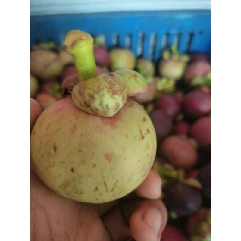 

Manggis mang Gawok rasanya wokwok