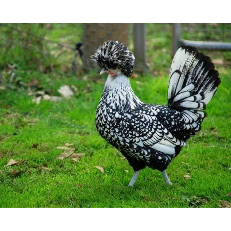 

TELUR FERTIL AYAM POLAND BULU BIASA DAN BULU WALIK UNTUK DI TETASKAN