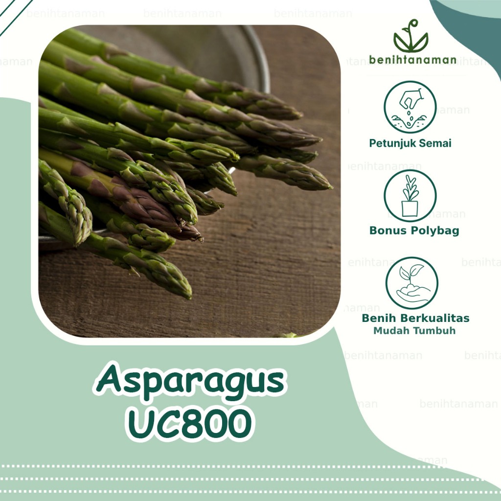 5 Biji - Benih Asparagus F1 UC800
