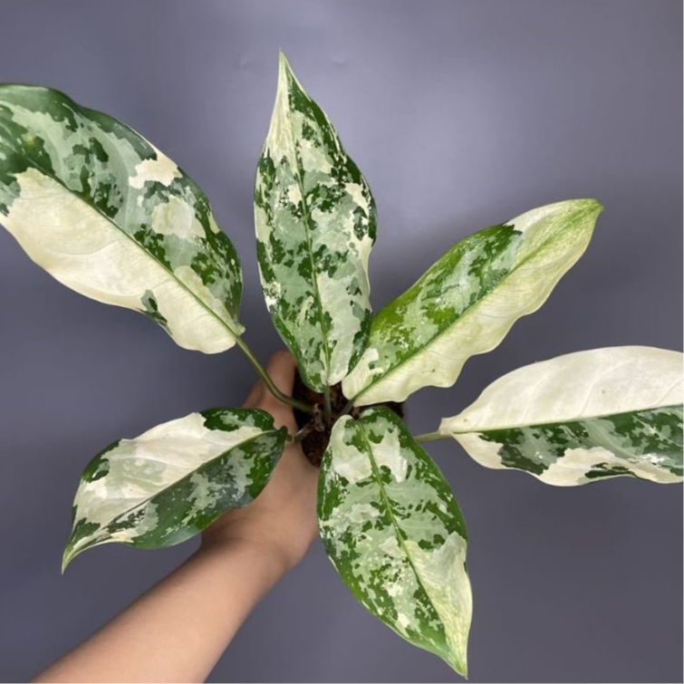 AGLONEMA COMUTATUM VARIGATA