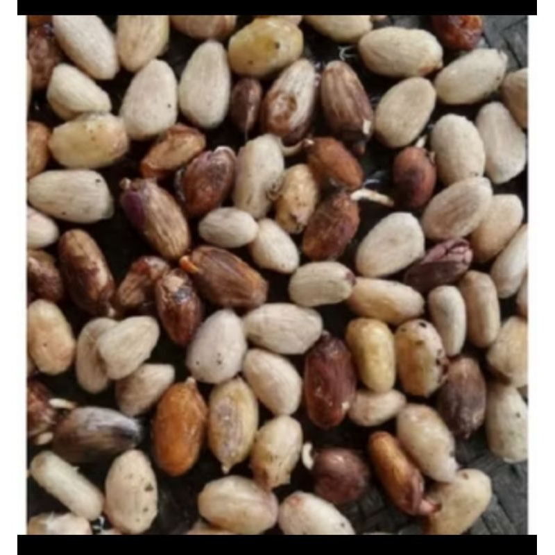 

Bibit kakao/coklat F1 pilihan