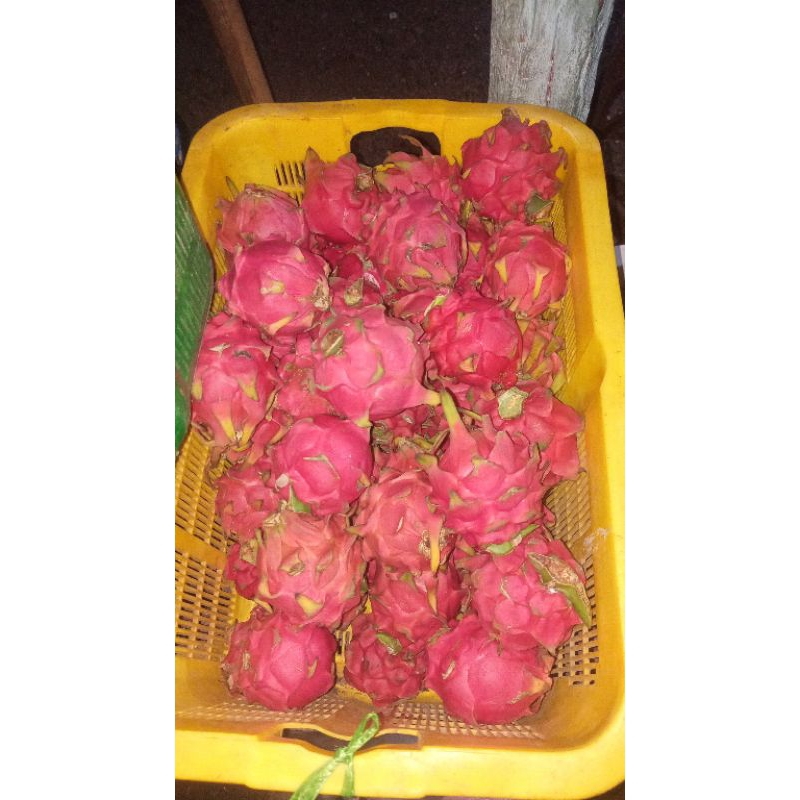 

buah naga merah