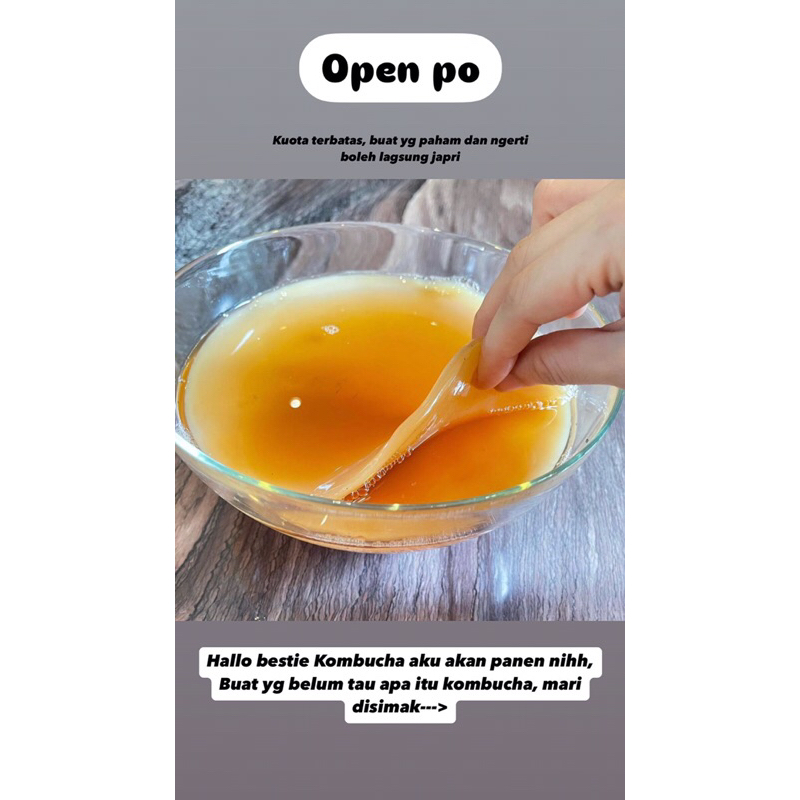 

Kombucha scoby probiotik