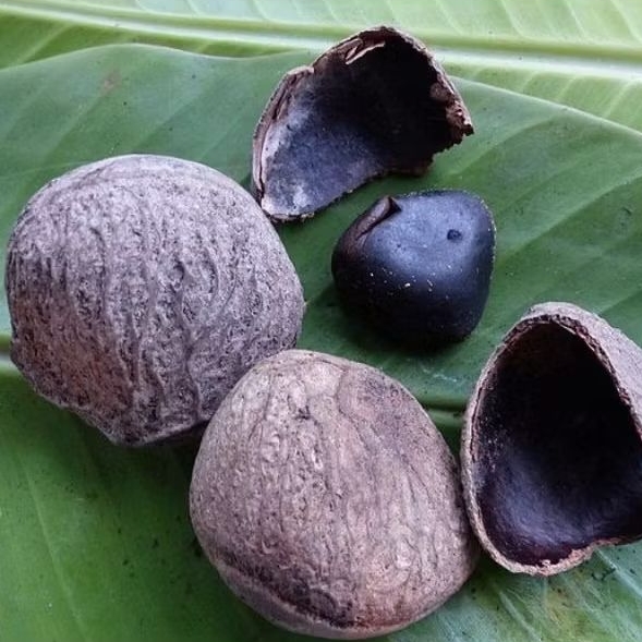 

Picung Pucung Kluwek 250 gram Kepayang Hitam Bumbu Masakan Rawon