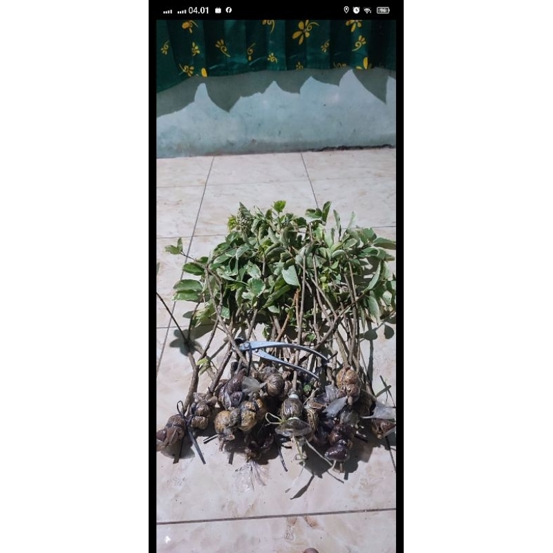 Sancang varigata hasil cangkok