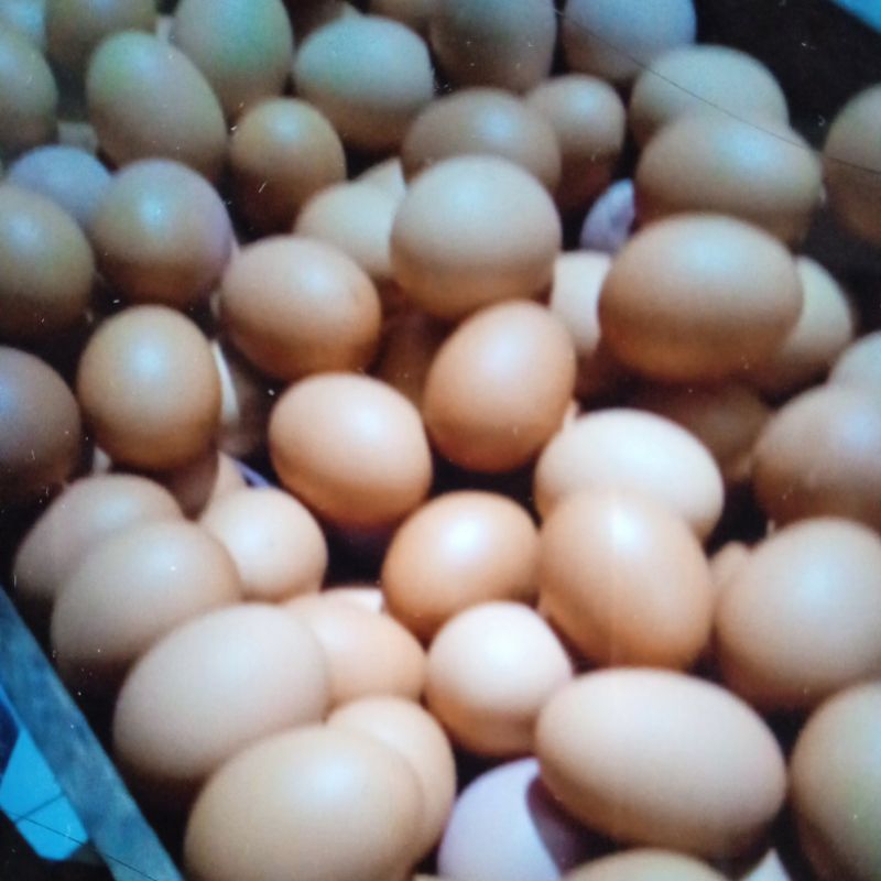 

Telur / telok Ayam