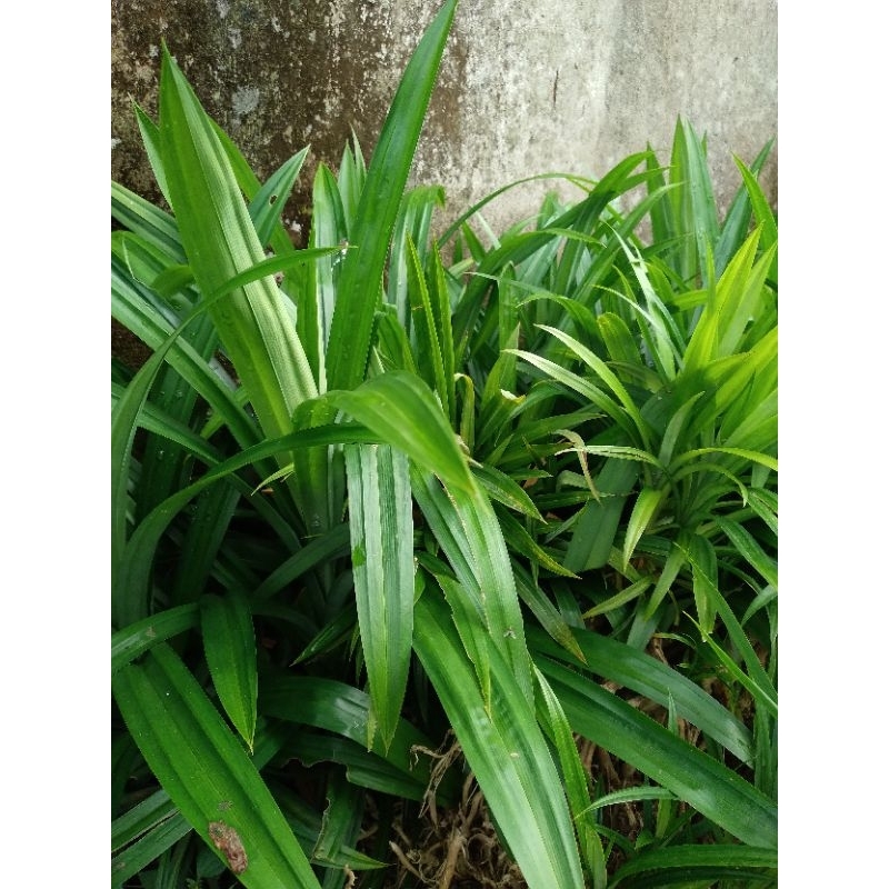 

daun pandan