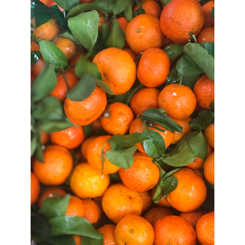 

jeruk santang daun jeruk mini jeruk manis jeruk premium jeruk daun jeruk