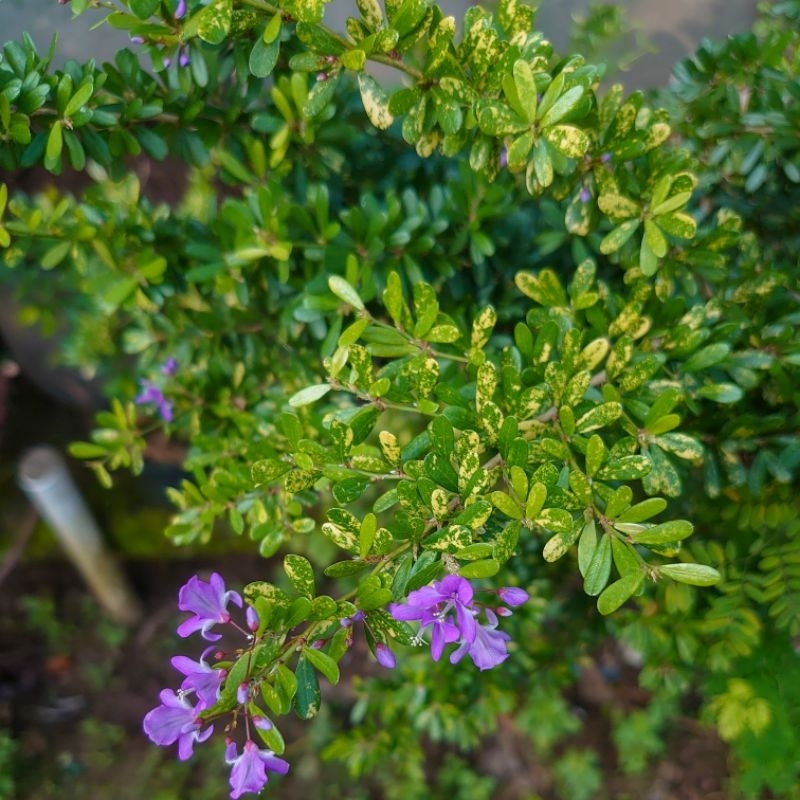 Saeng Simbur Super Mikro Vietnam - Golden Varigata