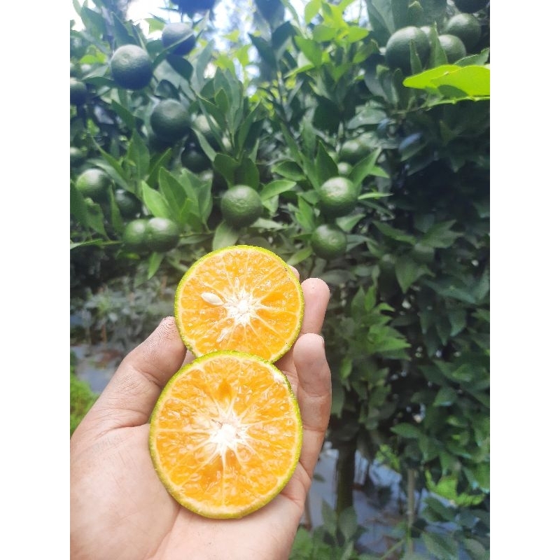 

jeruk sism peras 1 kg