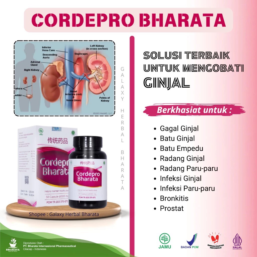 Obat Ginjal Premium Cordepro Bharata - Obat Gagal Ginjal Prostat Batu Ginjal Empedu Radang Ginjal