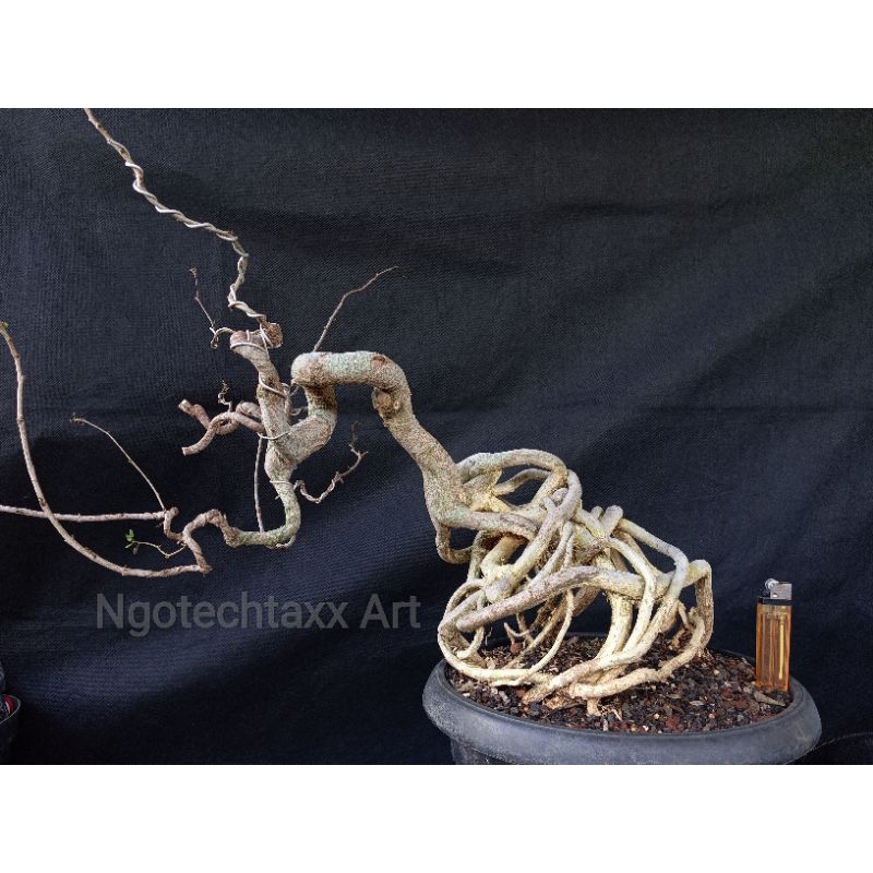 bahan bonsai kaliandra surinamensis - REAL PICT