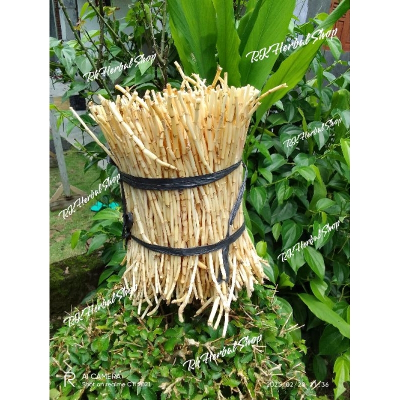 

Herbal Alami Atasi Kencing Manis Akar Alang-alang Segar Ampuh