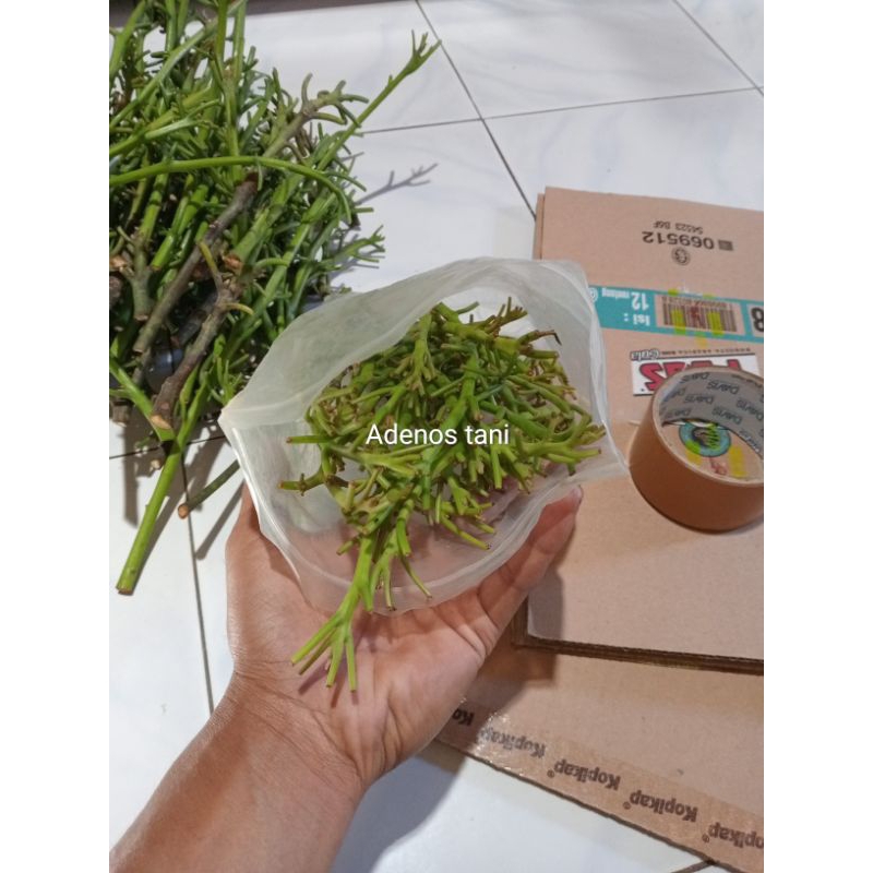 Paket kiloan entres alpukat ( 1 kg). Rv, kendil, pluwang, miki.