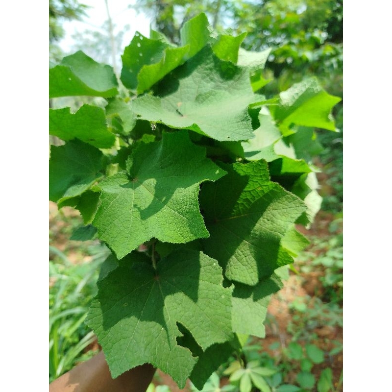 

daun pulutan segar 500 gram
