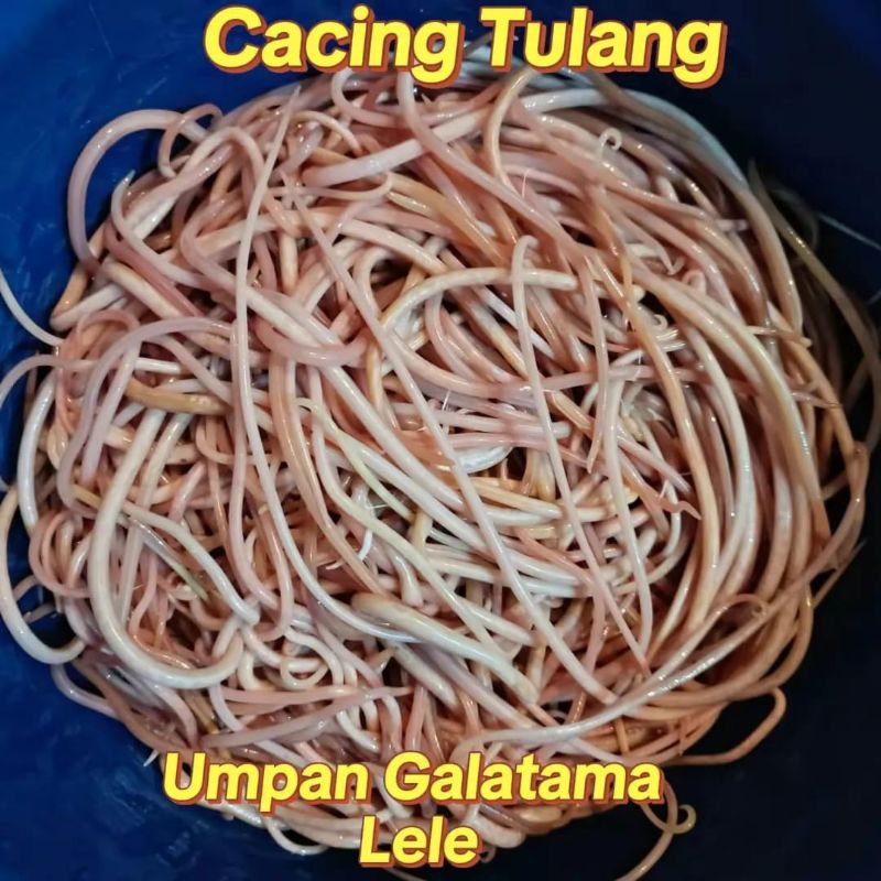 Umpan Gatalama Lele CACING TULANG - Tatula Fishing