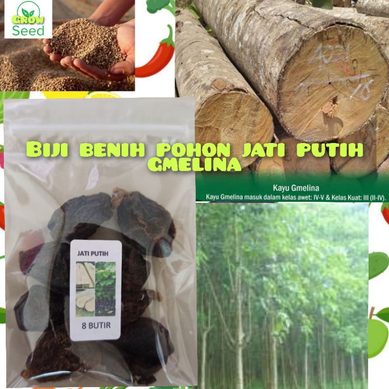 8 BUTIR BIJI BENIH POHON JATI PUTIH GMELINA