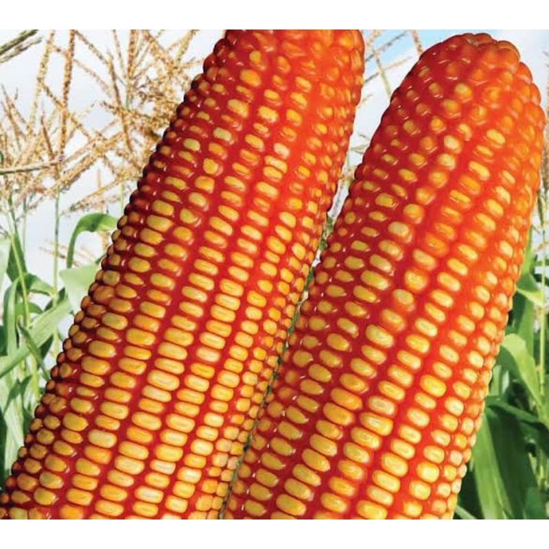 1kg benih jagung hibrida Pertiwi super bibit unggul
