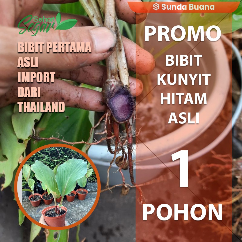 Bibit Pohon Kunyit Hitam Asli Thailand CURCUMA CAESIA / Kaempferia Parviflora