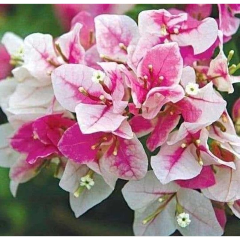 Bougenville sakura ice cream original