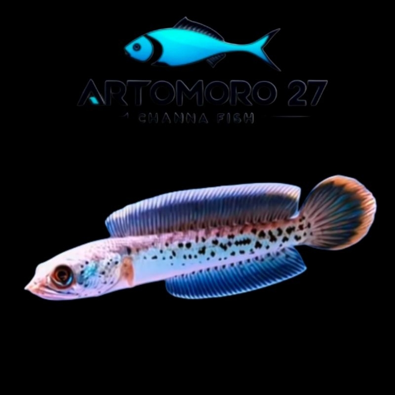 

CHANNA BARCA GRADE A+ BY ARTOMORO_27