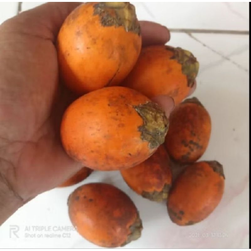 

pinang tua segar 1kg