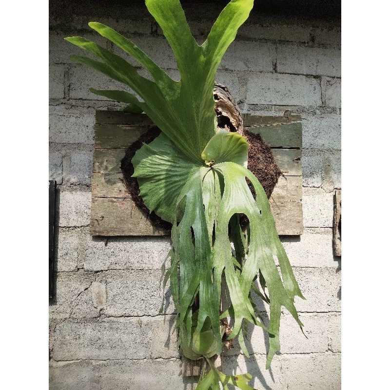 Simbar Grande Sulawesi (pesenan)