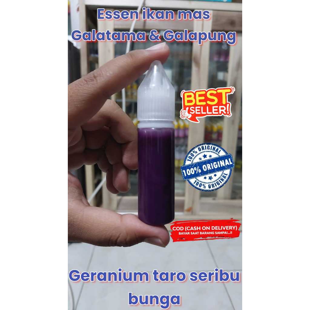 Essen ikan mas indukan & babon lomba harian galapung/galatama trabas siang malam