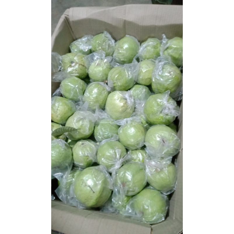 

jambu kristal per kilo