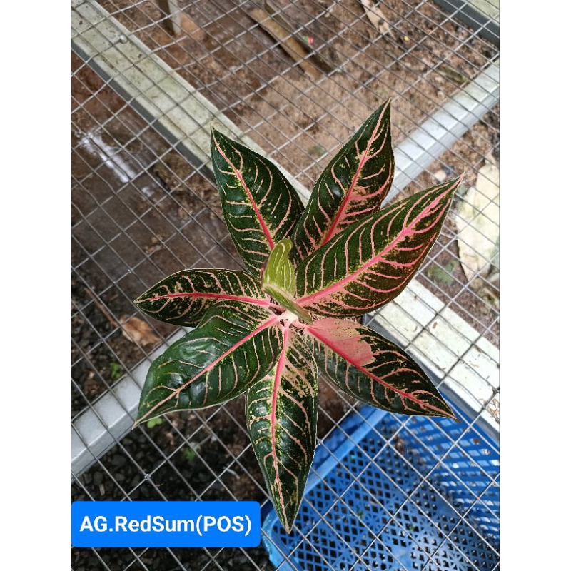 AGLONEMA REDSUM(POS)