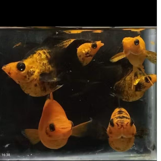 Molly golden black balon cawang