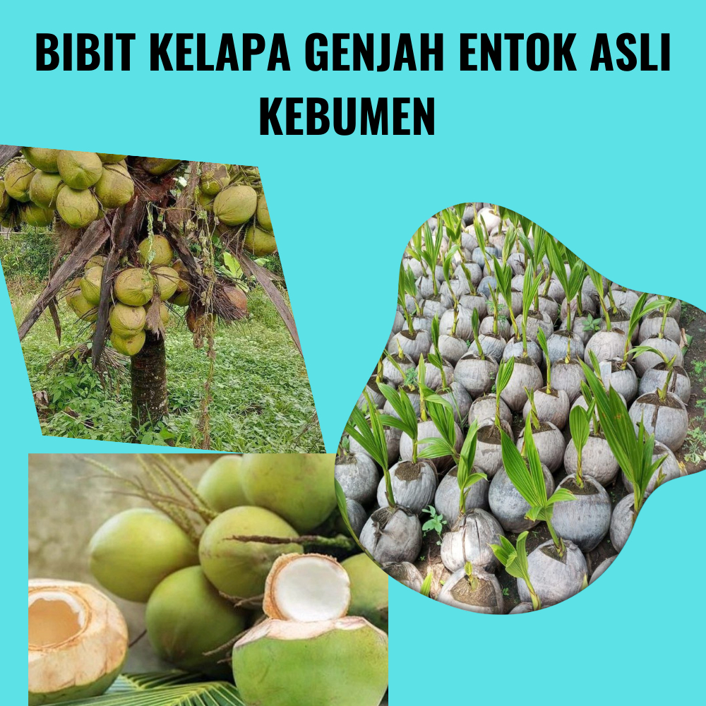 TERLARIS .. Bibit Kelapa Genjah Entok Asli Kebumen, Bibit Kelapa Genjah Entok Murah