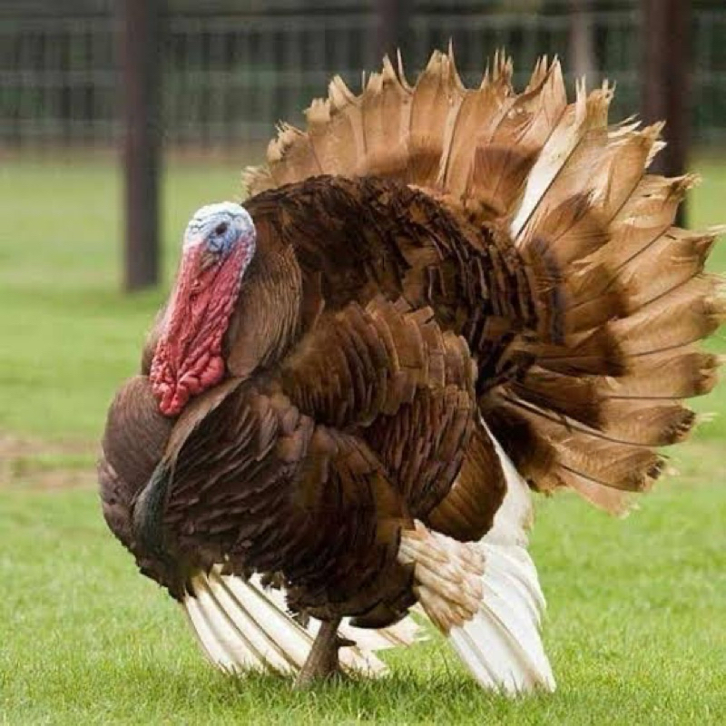 

TELUR FERTIL AYAM KALKUN UNTUK DI TETASKAN