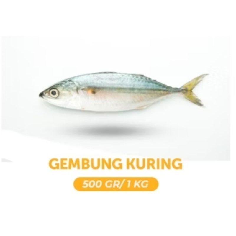 

ikan gembung kuring