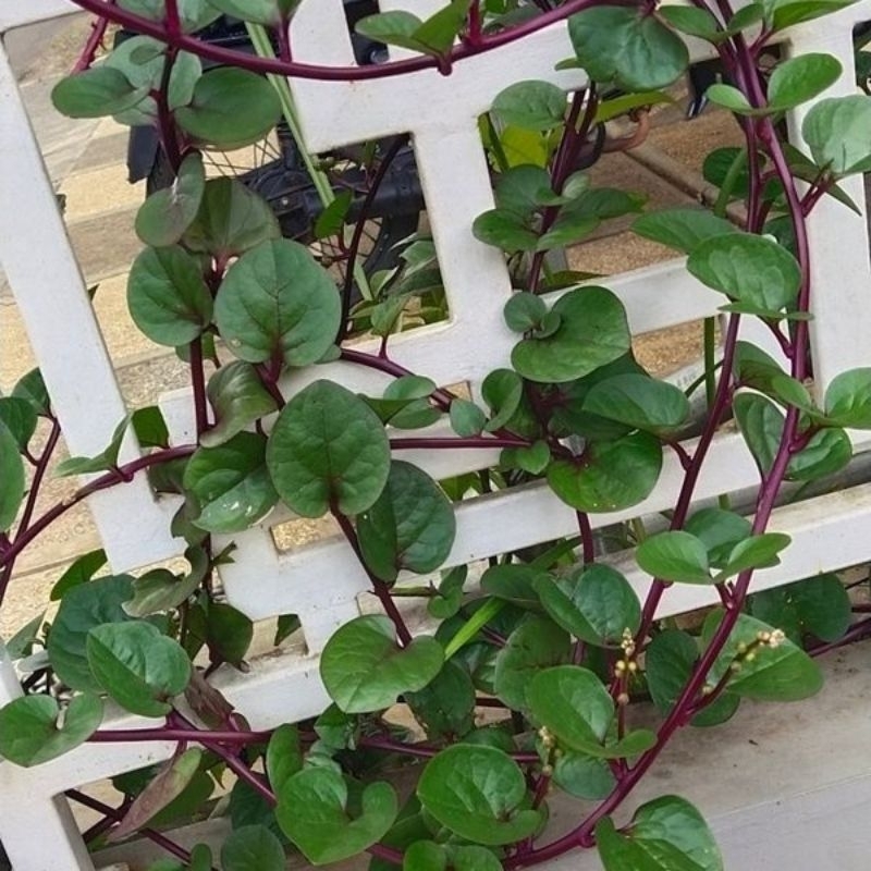 

Daun binahong merah segar 100gr