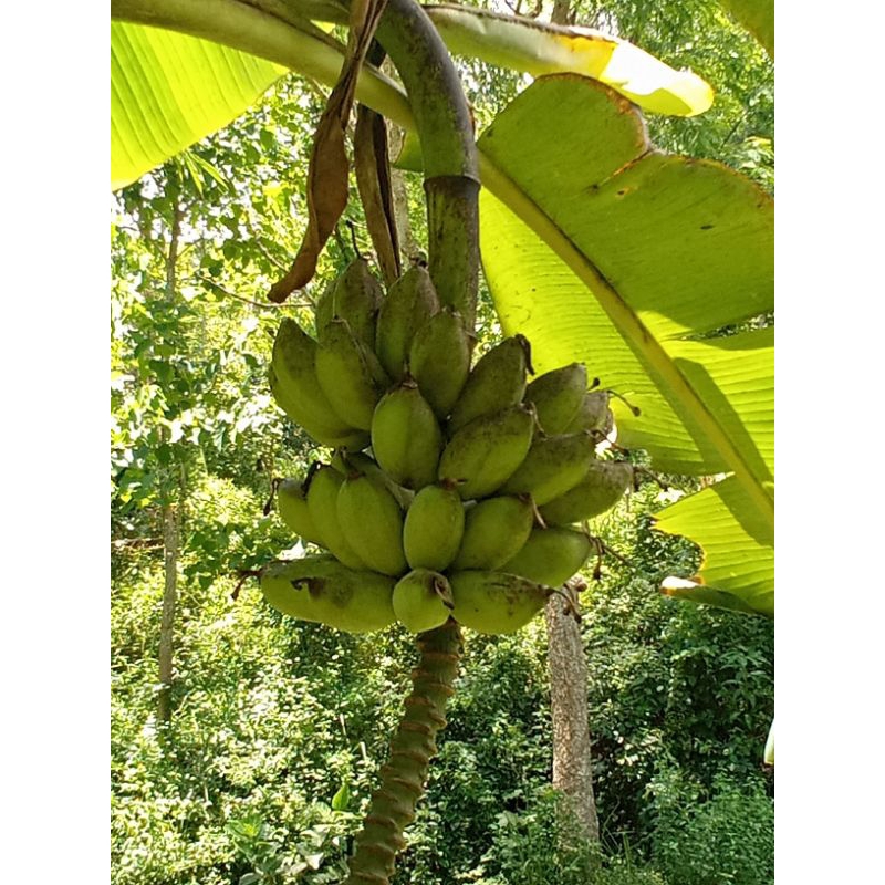 

pisang siem per 1kg