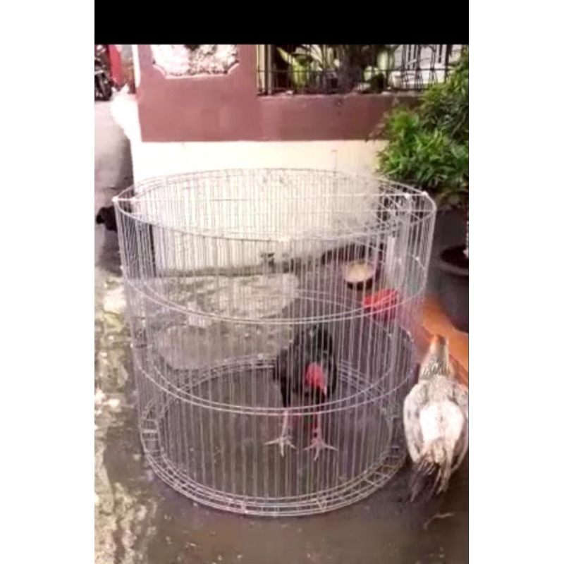 kandang ayam model kliter