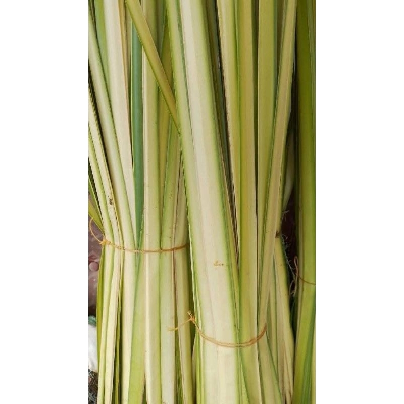 

janur kuning berkualitas