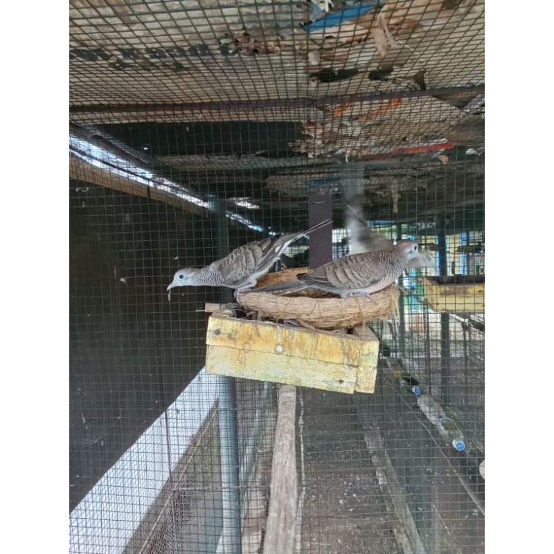 Anakan burung perkutut bangkok