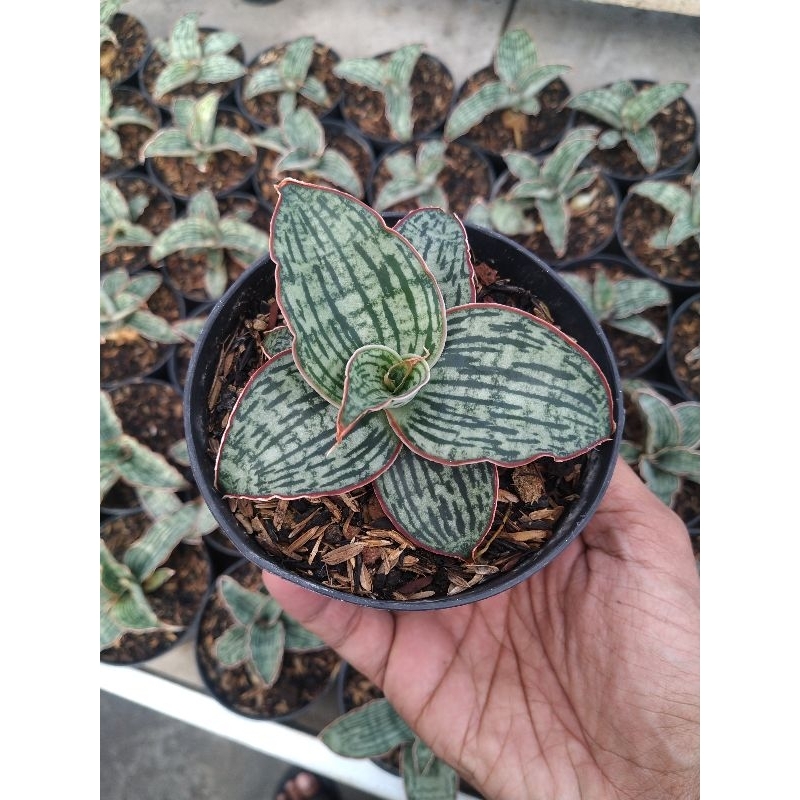 Sansevieria Cleopatra