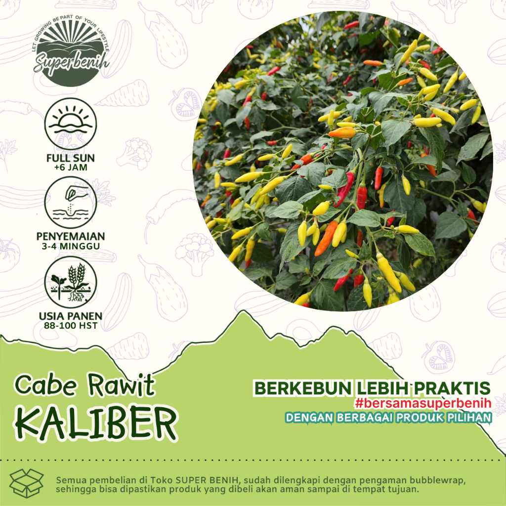 15 Biji - Benih Cabe Rawit KALIBER, unggulan cabe rawit merah juara