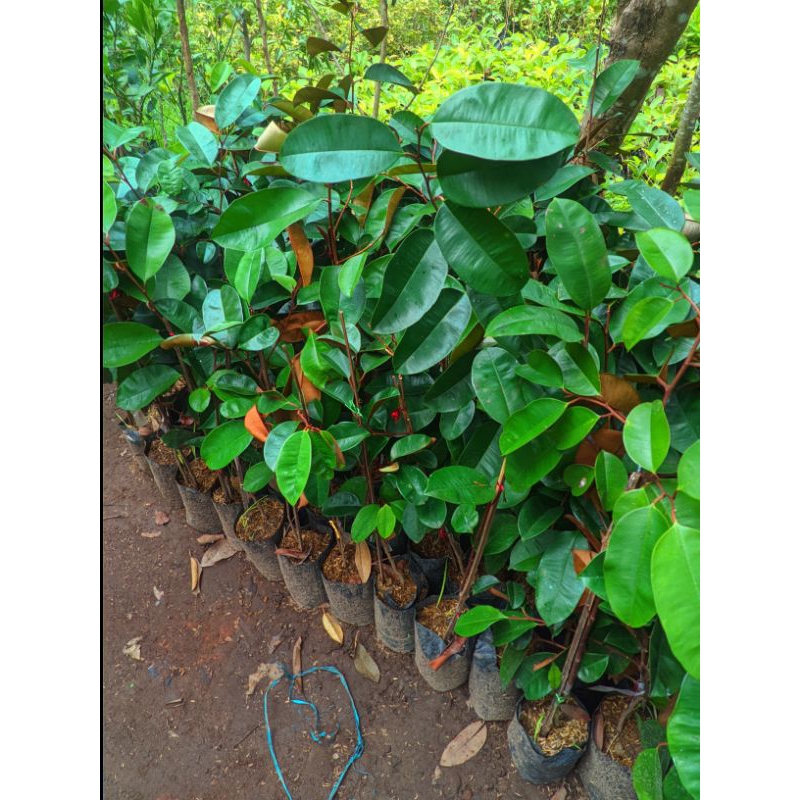 bibit kenitu atau sawo hijau